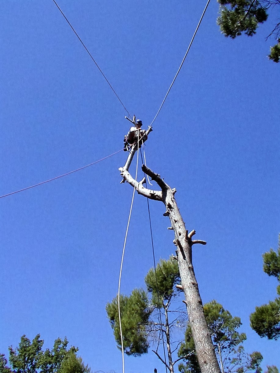 2.3 Abattage d'abre dangereux Manosque