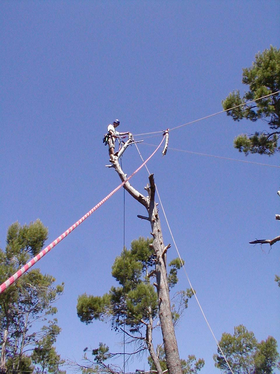 2.4 Abattage d'abre dangereux Manosque