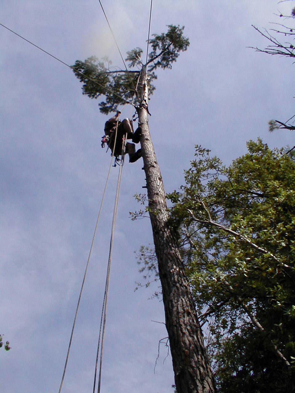 2.5 Abattage d'abre dangereux Manosque