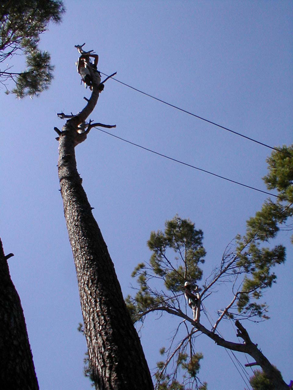 2.6 Abattage d'abre dangereux Manosque