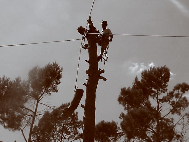 2.9 Abattage d'abre dangereux Manosque